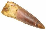 Fossil Spinosaurus Tooth - Real Dinosaur Tooth #382333-1